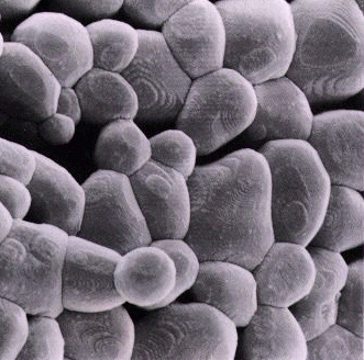 生石灰の電子顕微鏡写真